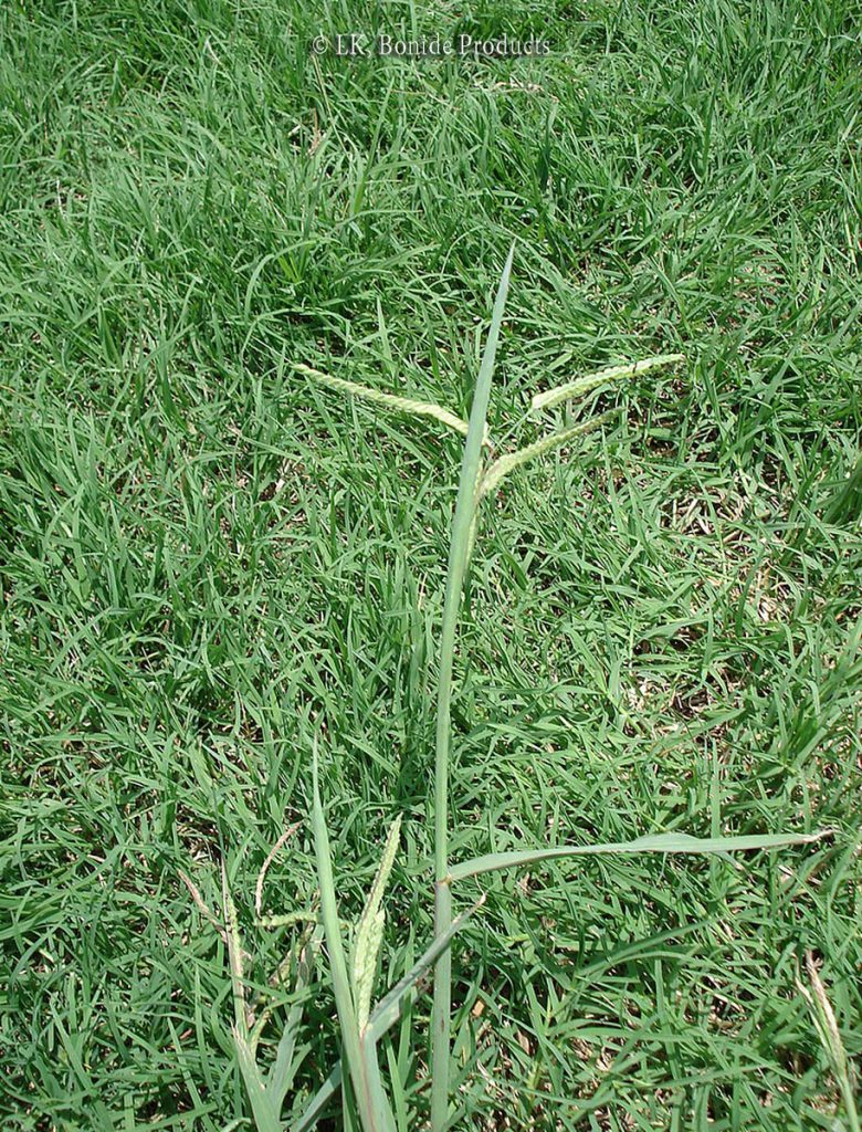 Dallisgrass