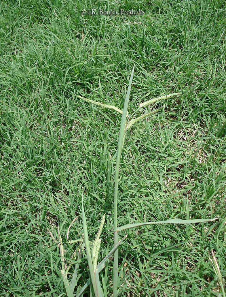 Dallisgrass Bonide   Dallisgrass Large 785x1030 