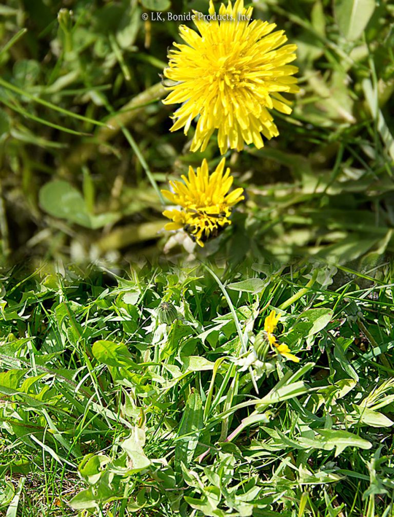 Dandelion