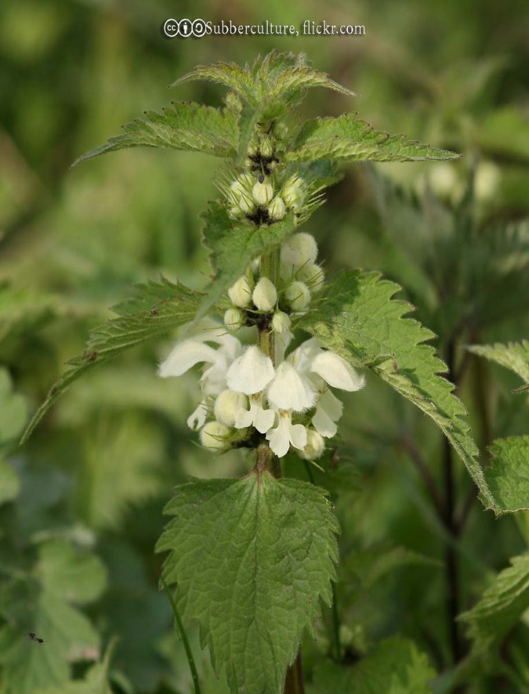 Nettle, Dead