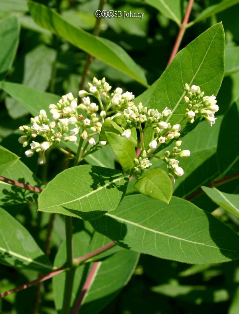 Dogbane