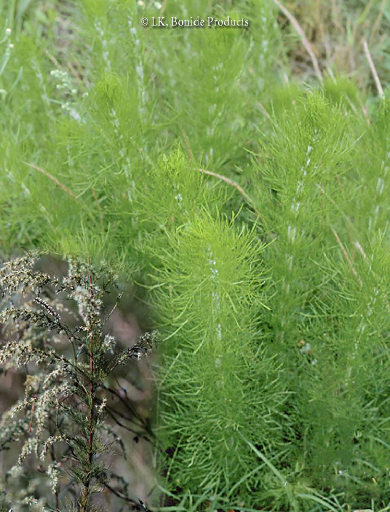 Dog Fennel