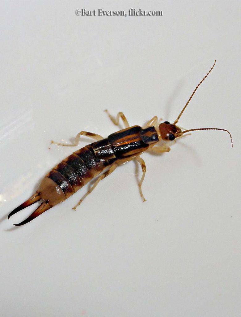 Earwigs