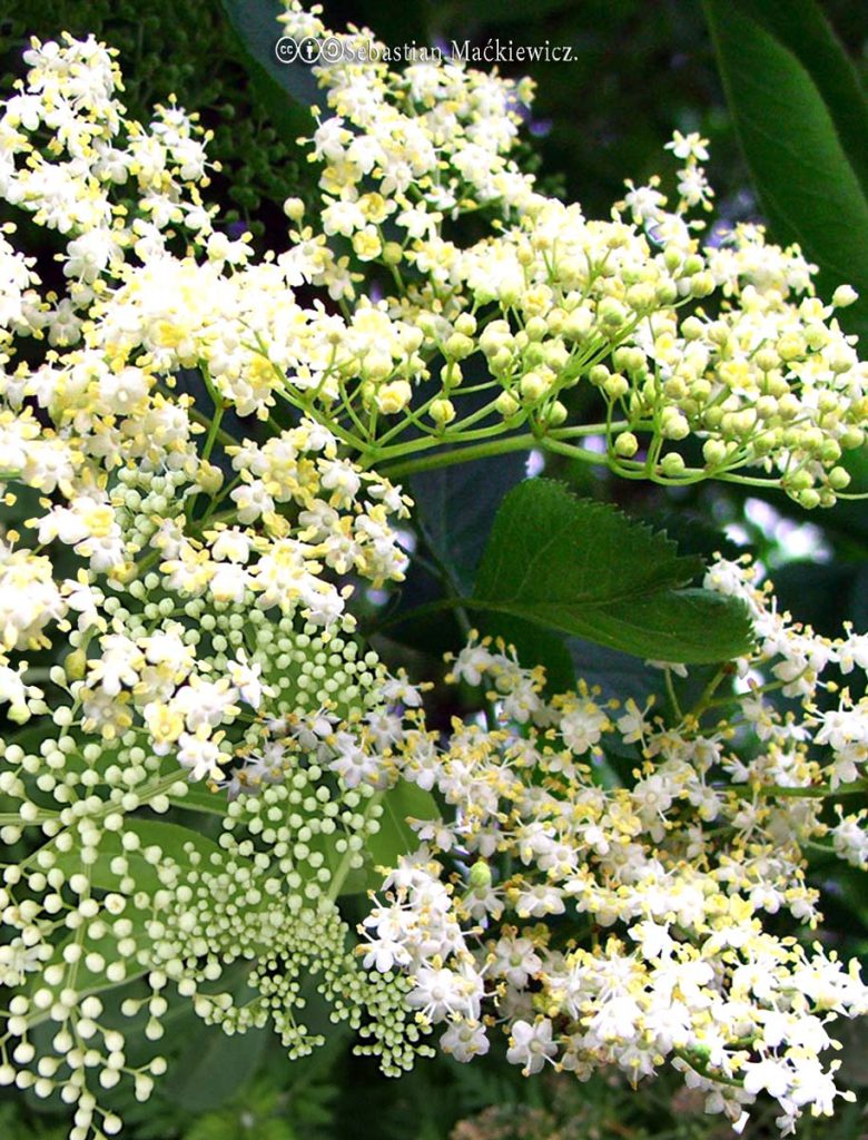 Elderberry