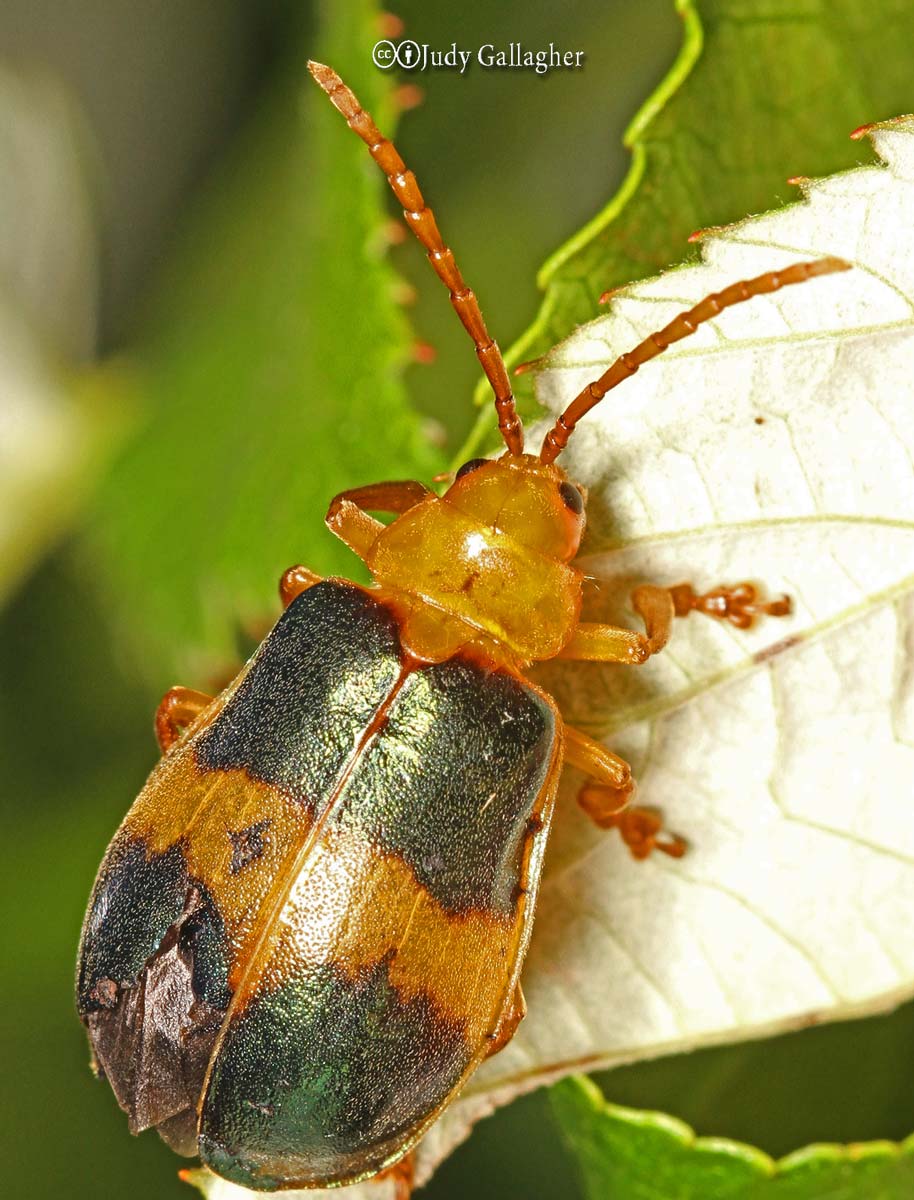 Elm Leaf Beetles