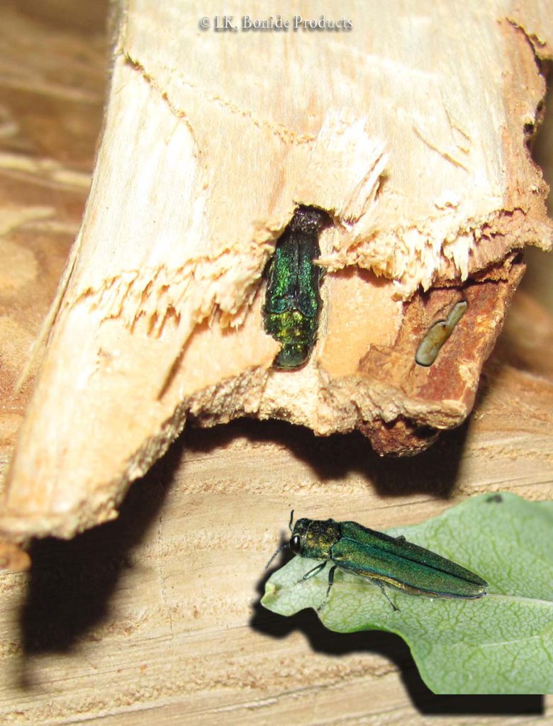 Emerald Ash Borer