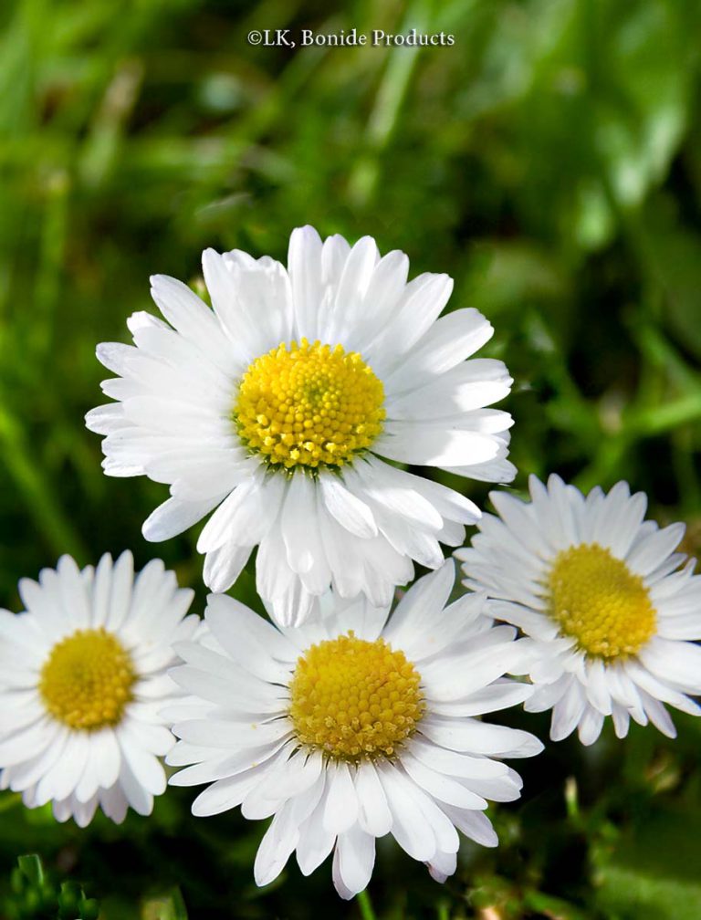 English Daisy