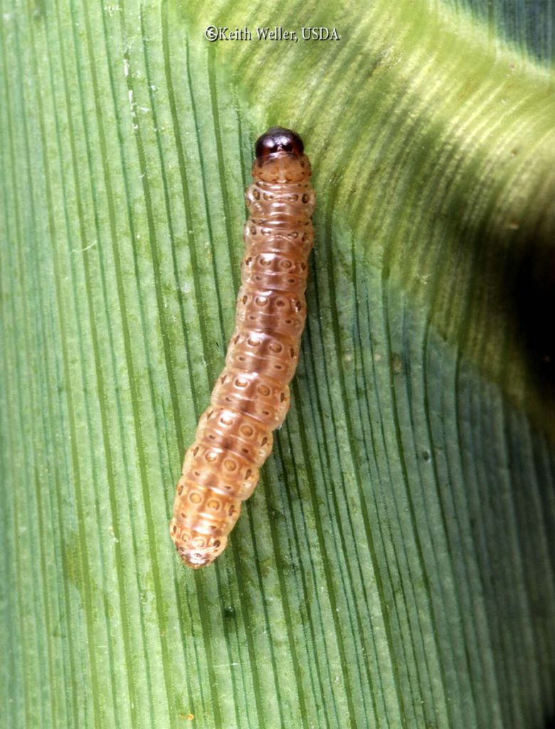 European Corn Borers
