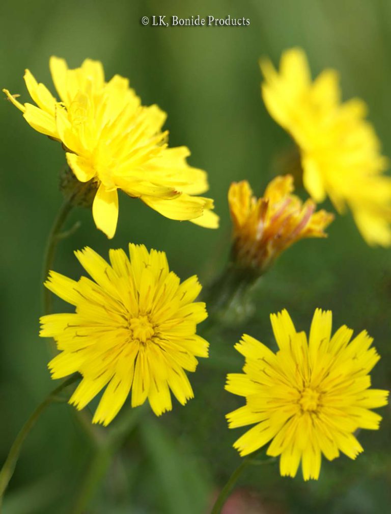 Dandelion, fall