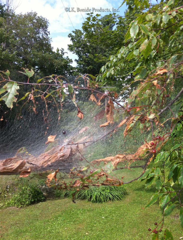 Fall Webworms