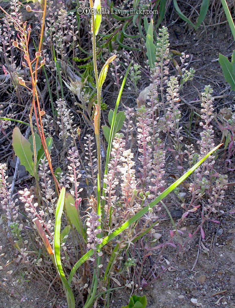 False Flax