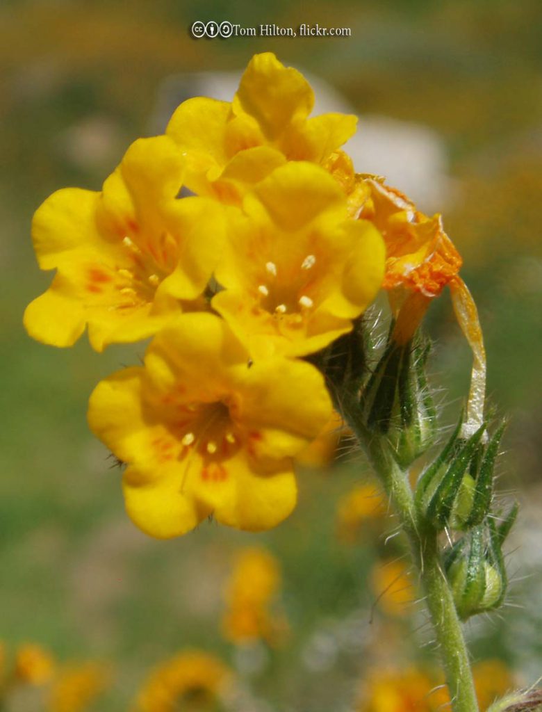 Fiddleneck