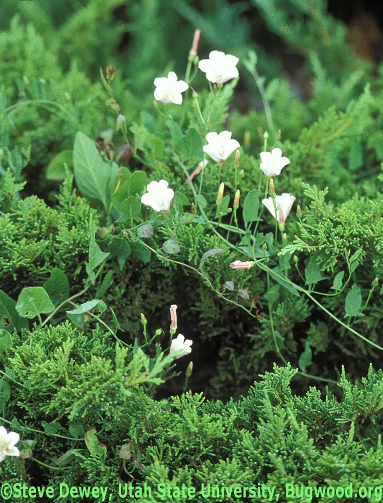 Bindweed, Field