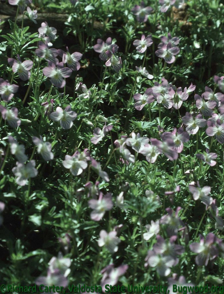 Field Pansy