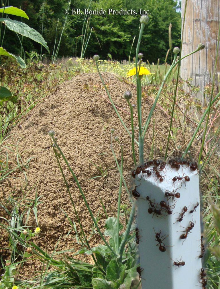Fire Ants