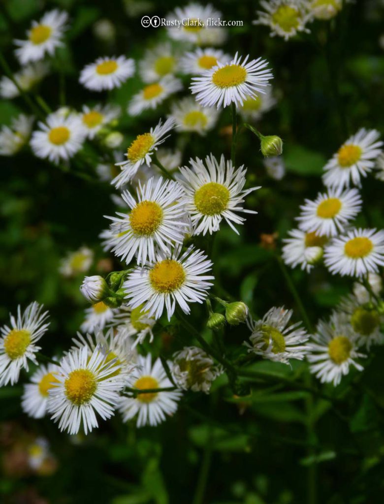 Flea Bane (daisy)
