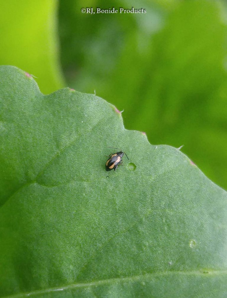 Flea Beetles