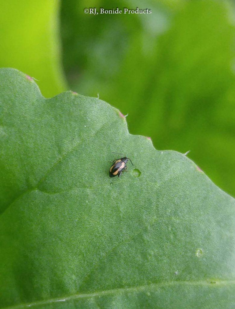 Flea Beetles