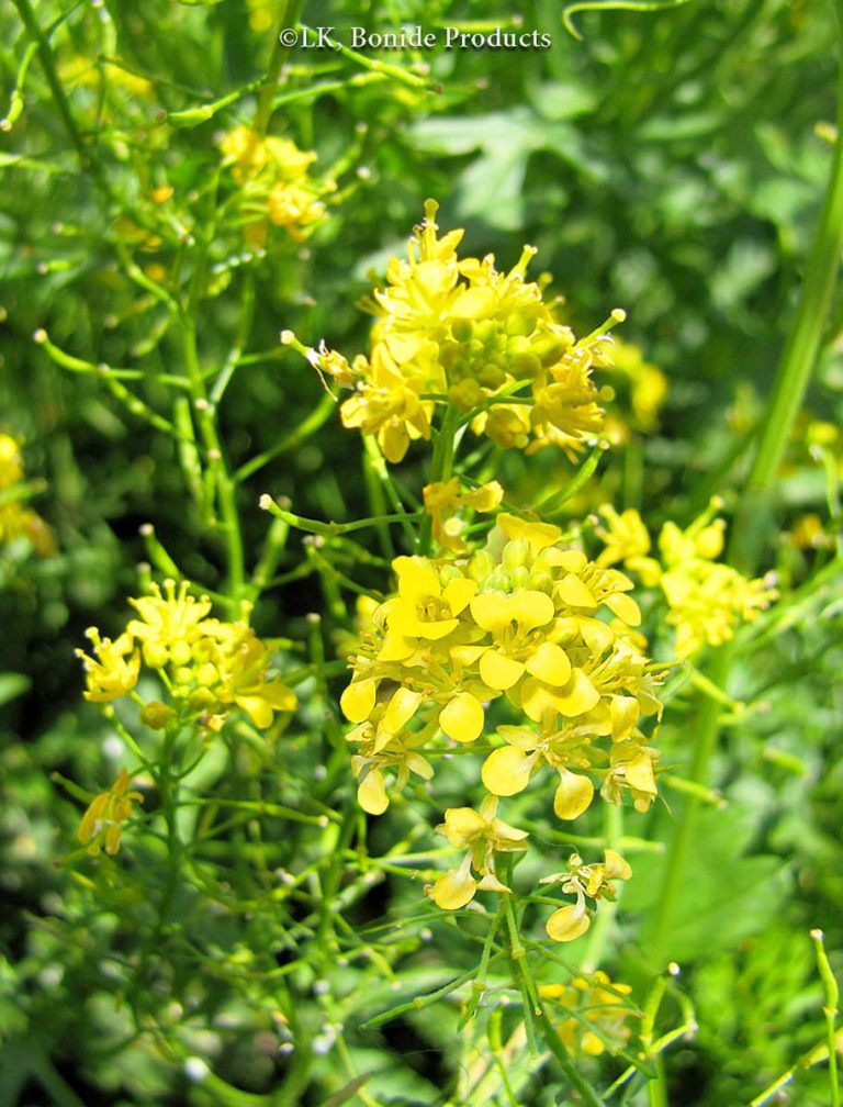Flixweed