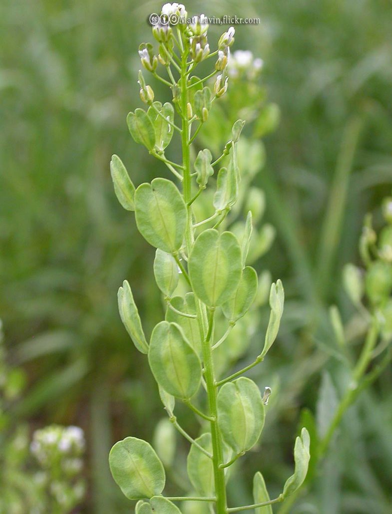 Frenchweed