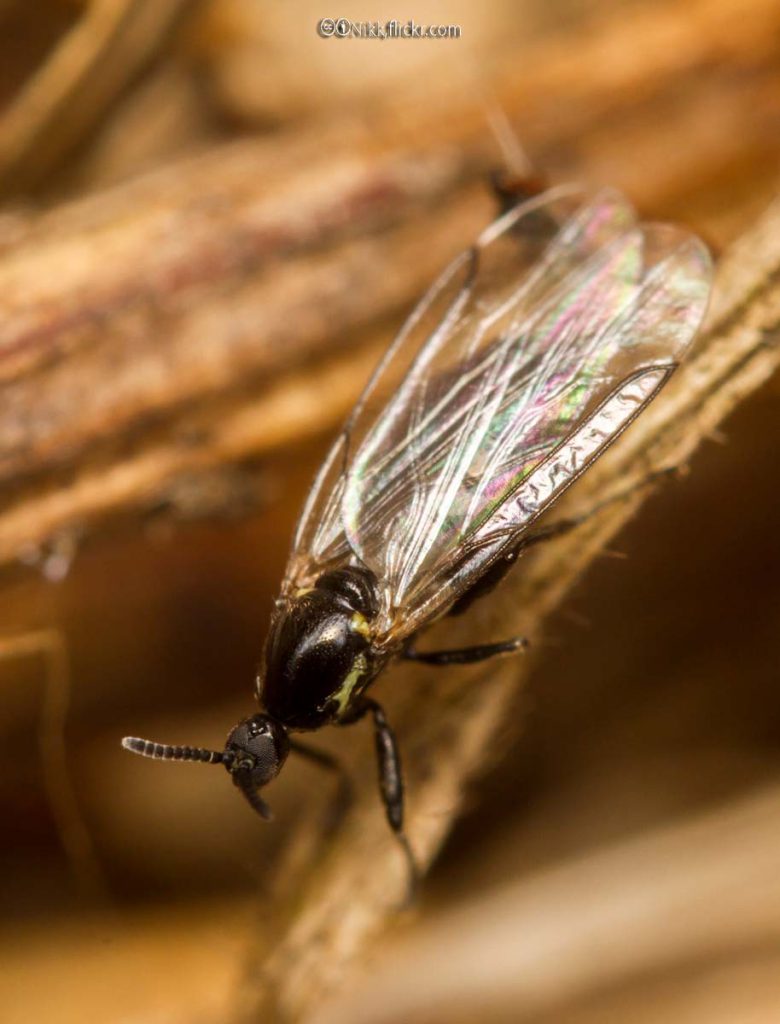 Fungus Gnats