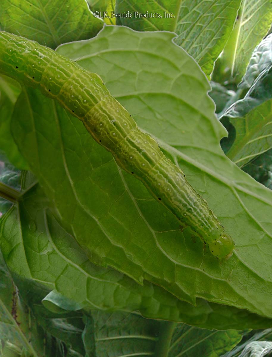 Geranium Budworms