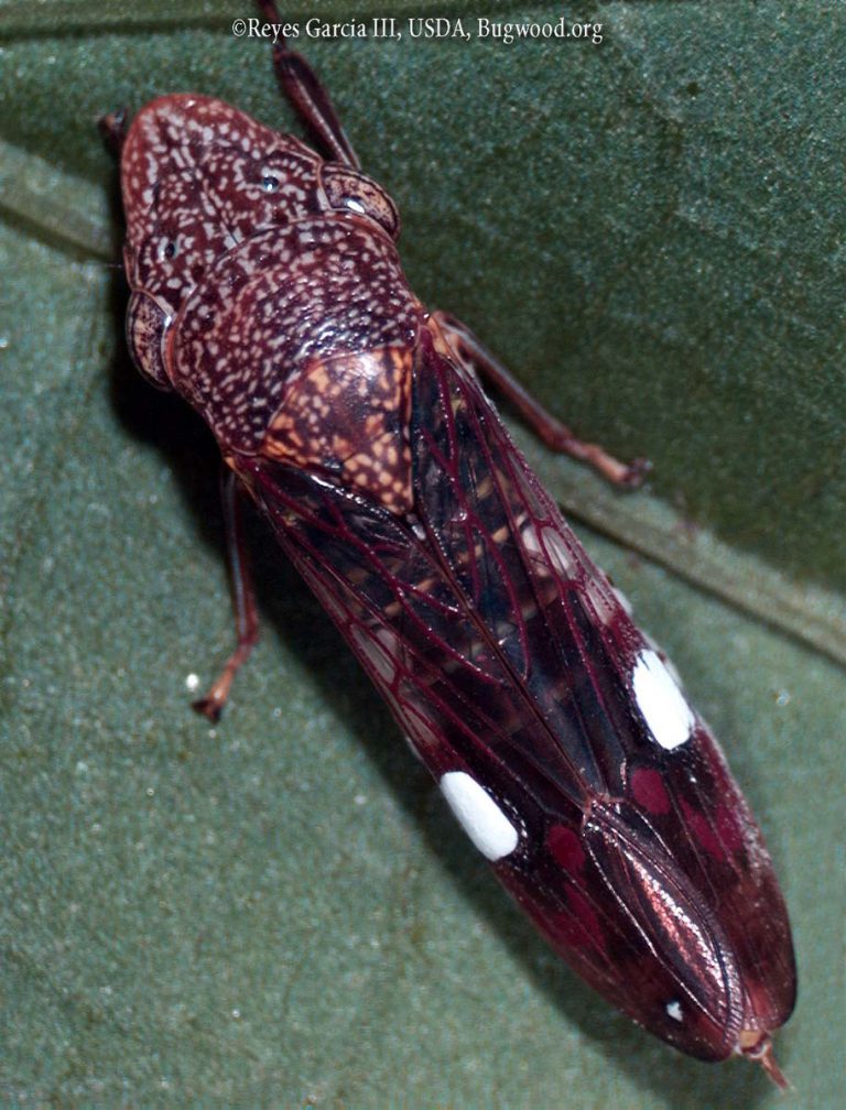 Glassy Wing Sharpshooter