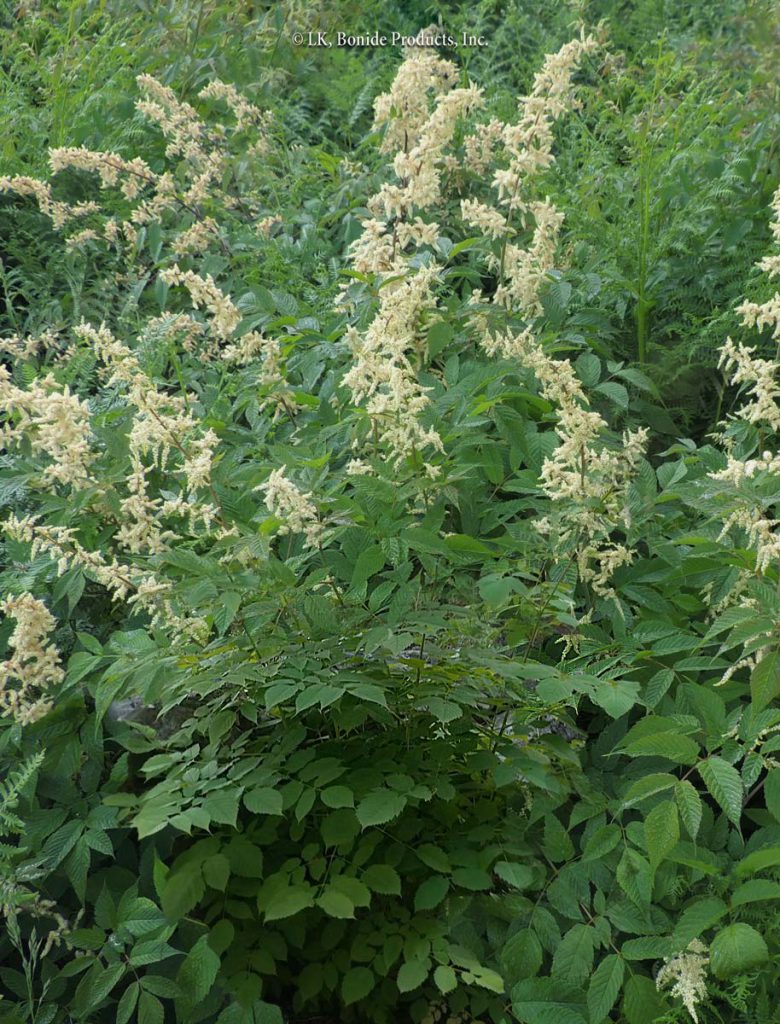 Goatsbeard