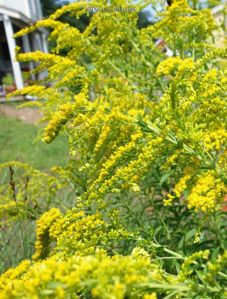 Goldenrod