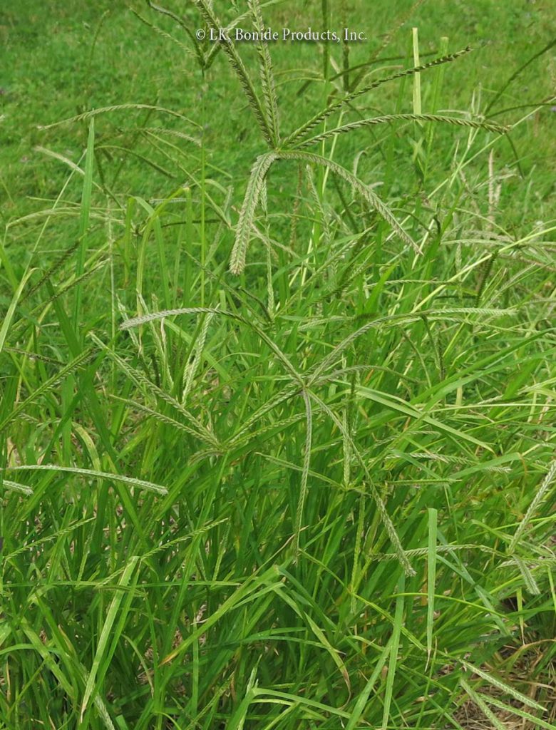 Goosegrass