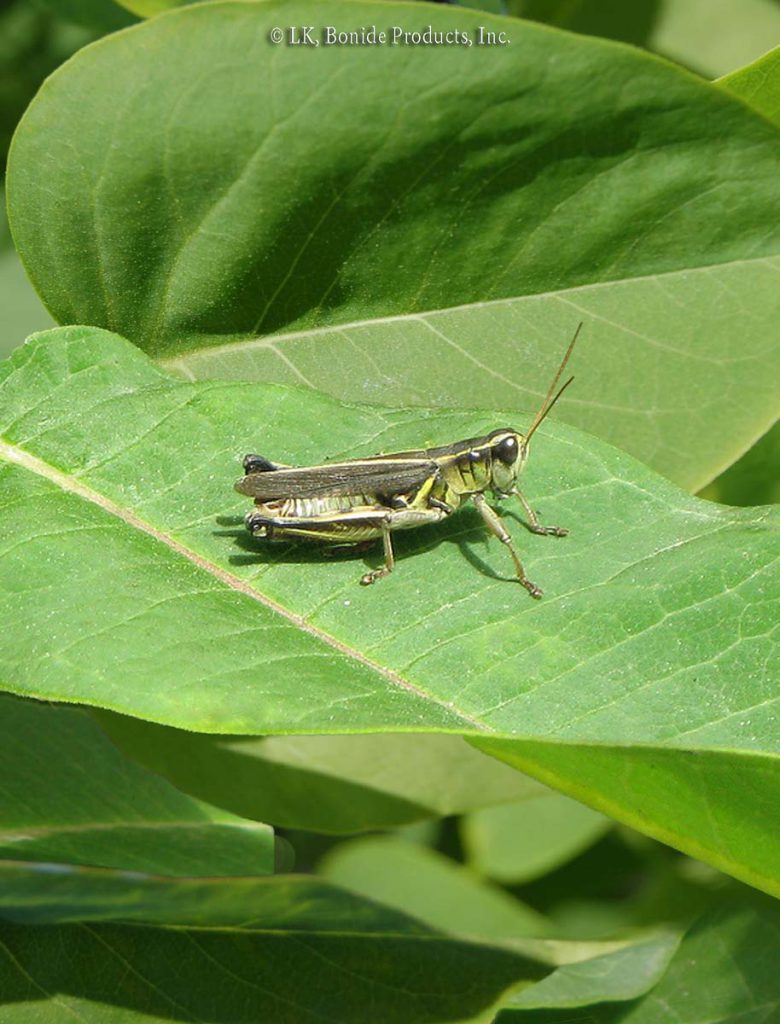 Grasshoppers