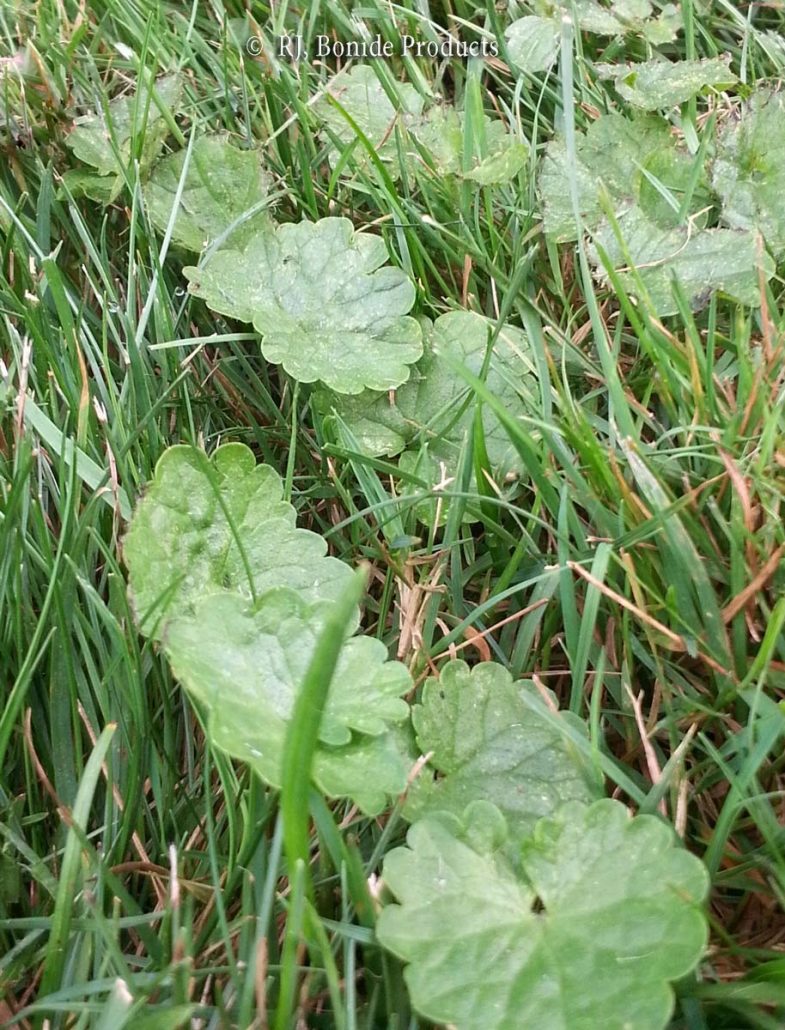 Ground Ivy
