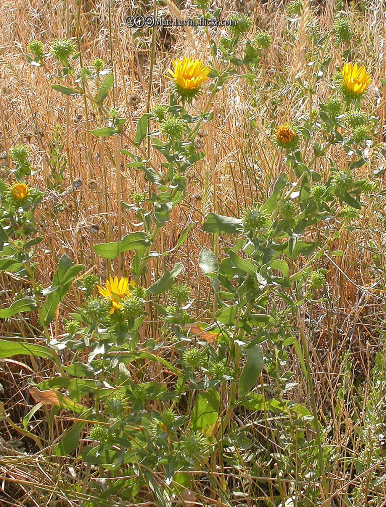 Gumweed