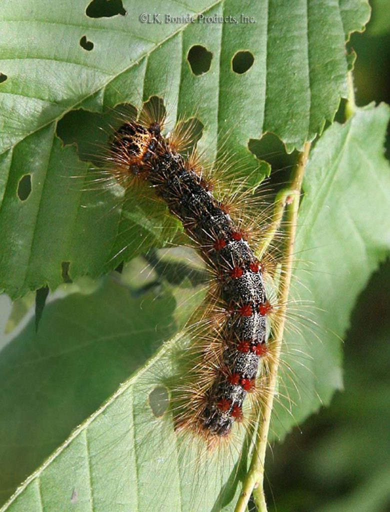 Gypsy Moths