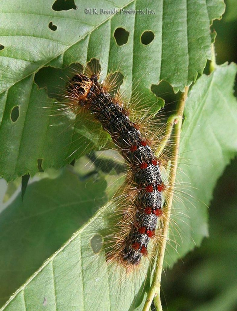 Gypsy Moths - Bonide