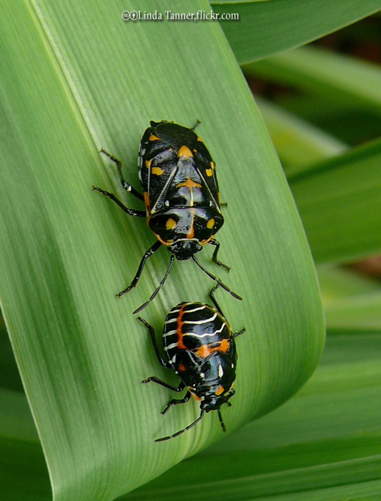 Harlequin Bugs