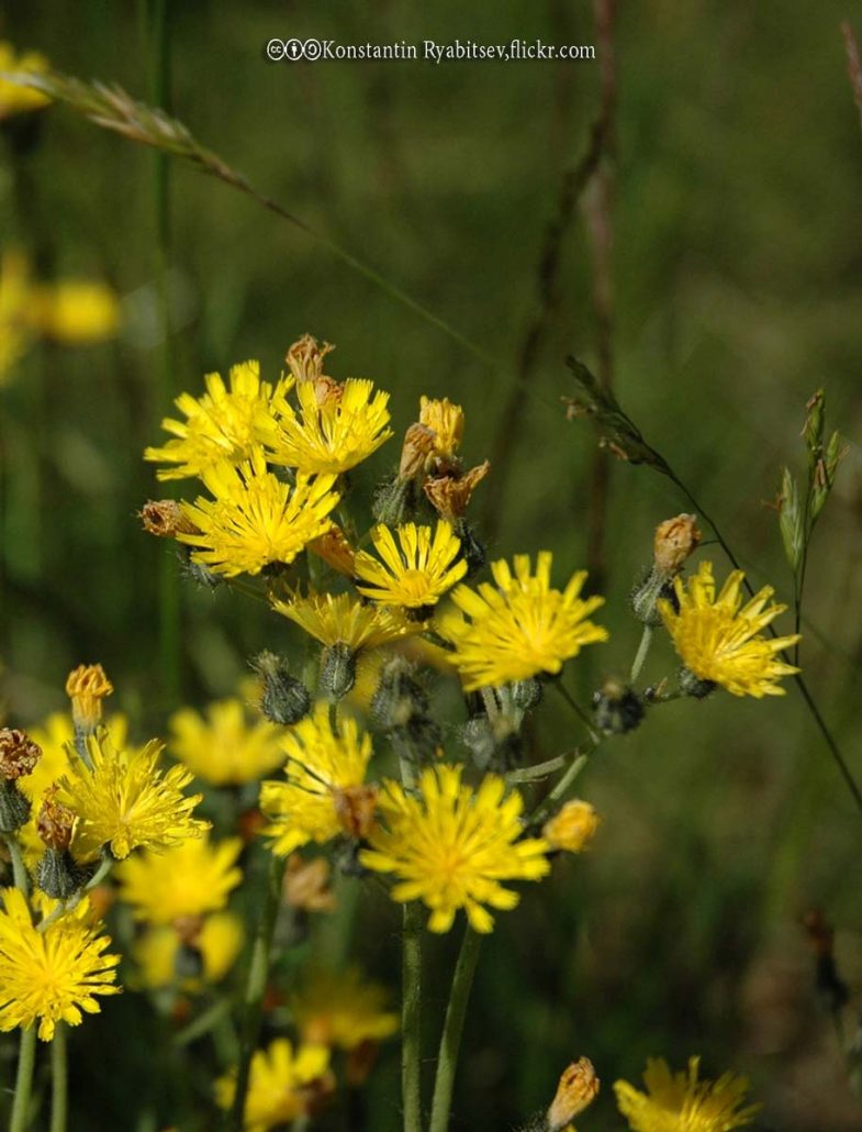 Hawkweed