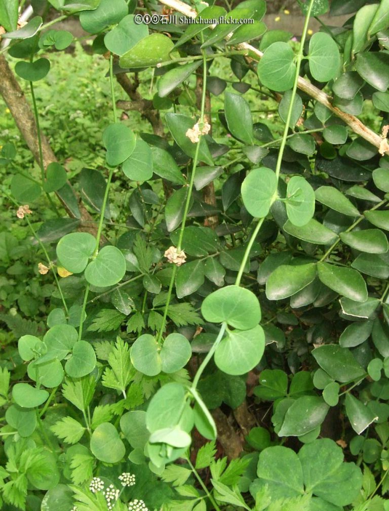 Heartleaf drymary
