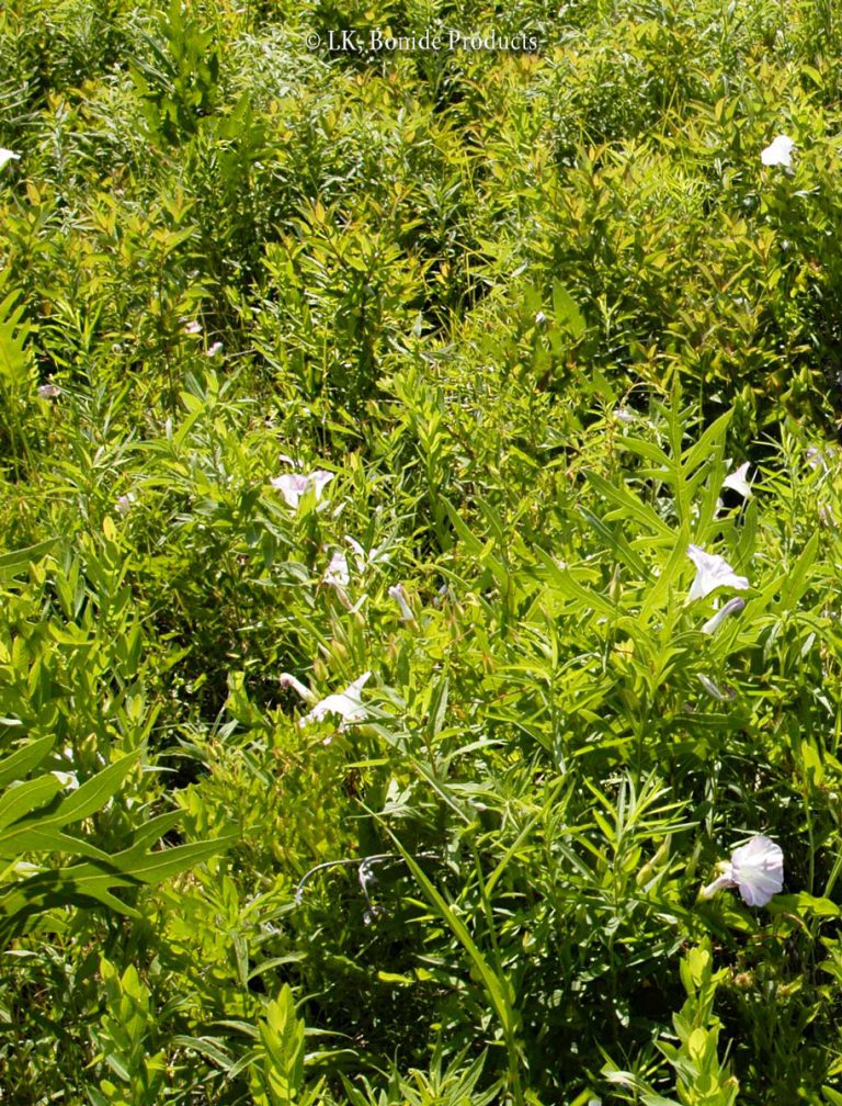Bindweed, Hedge