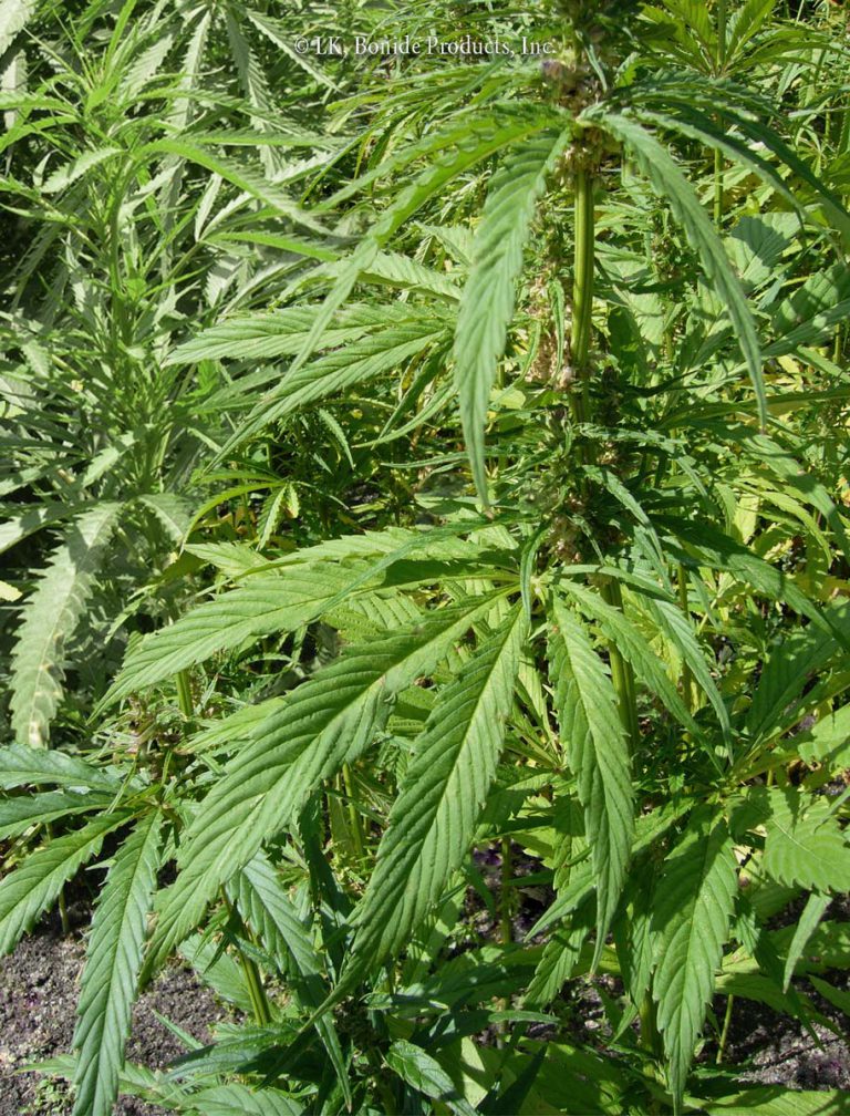 Hemp