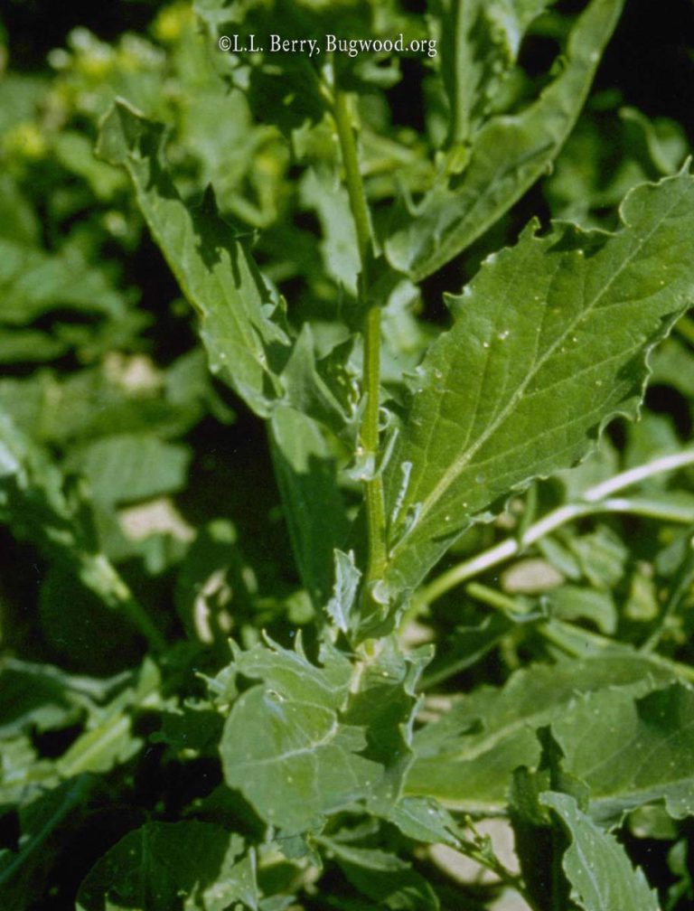 Hoary Cress