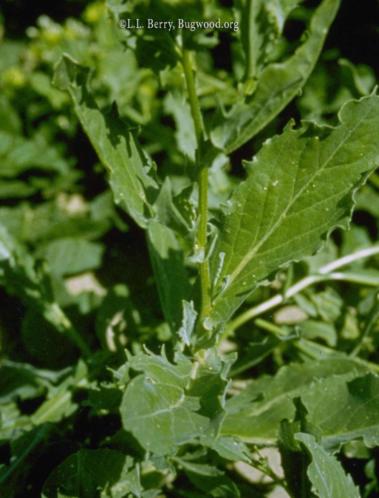 Hoary Cress