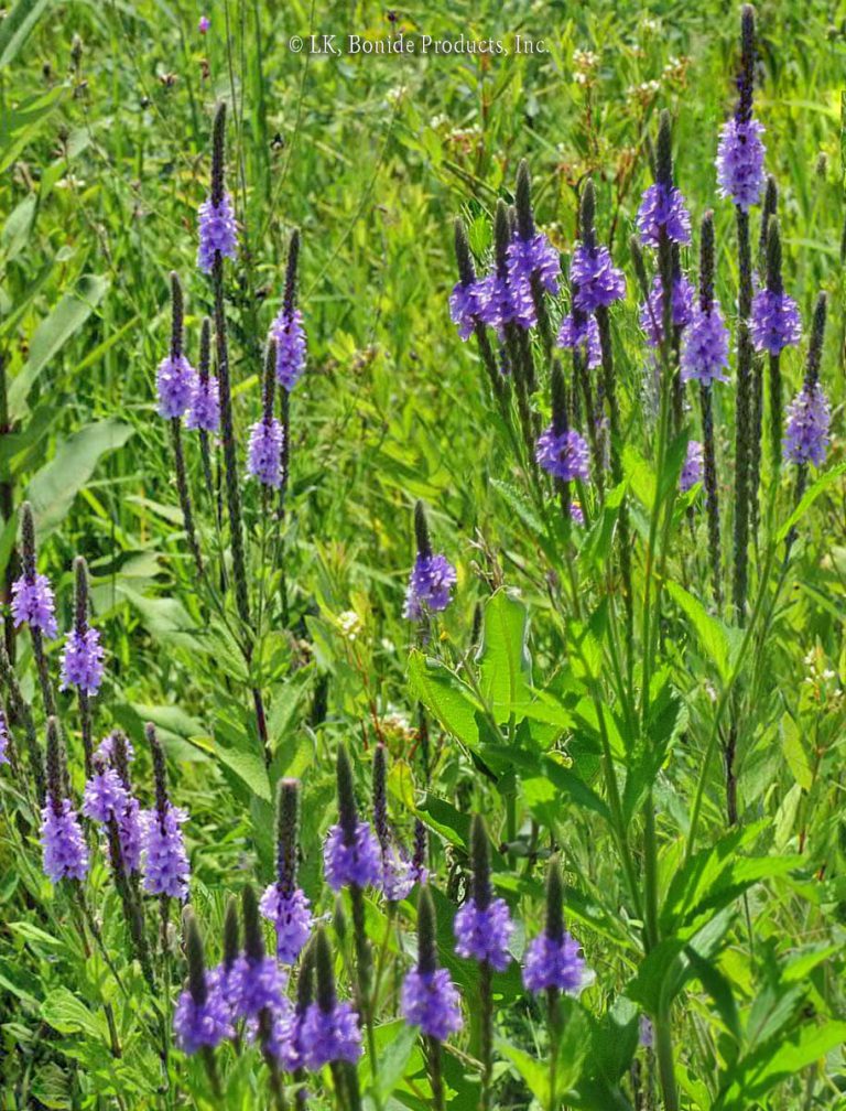 Vervain, Hoary