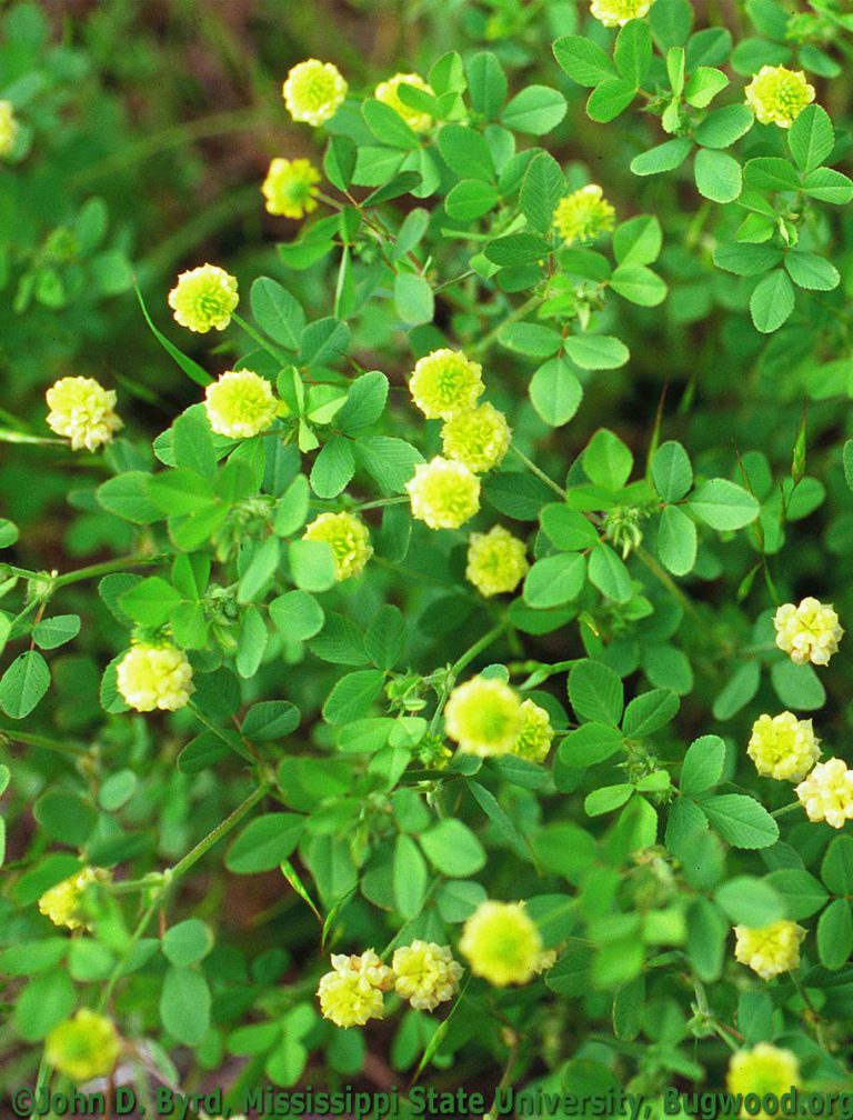 Clover, Hop