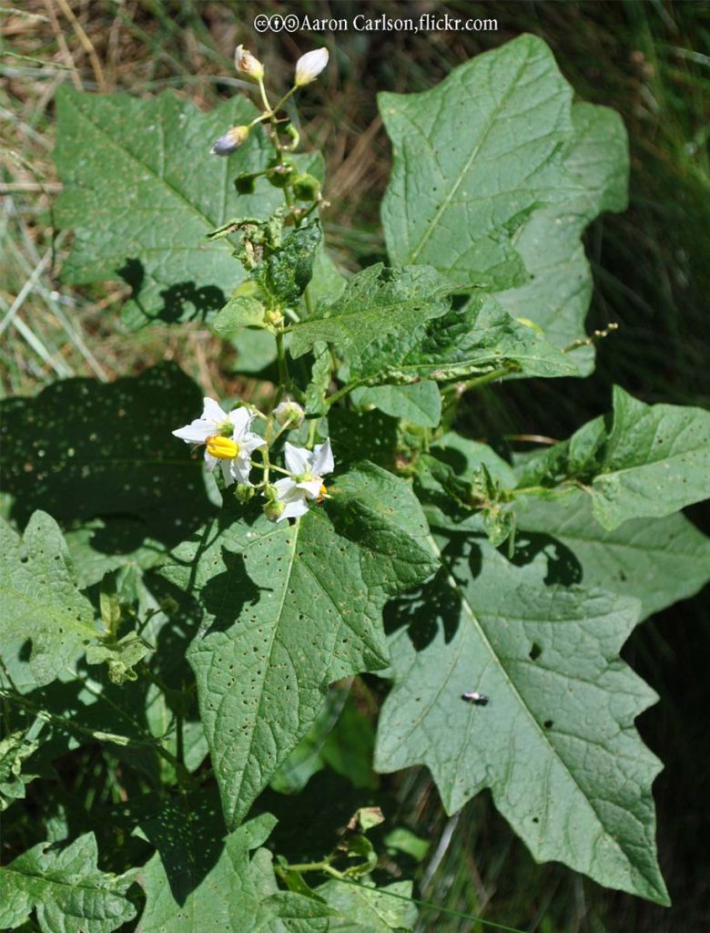 Nettle, Horse