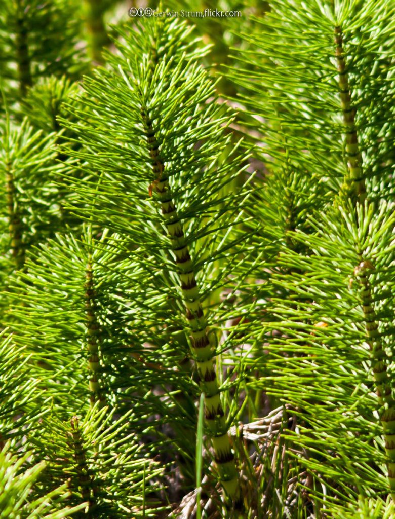 HorseTail