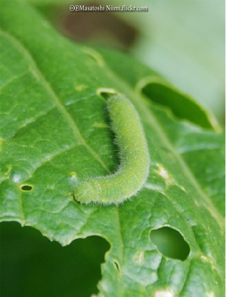 Imported Cabbageworms