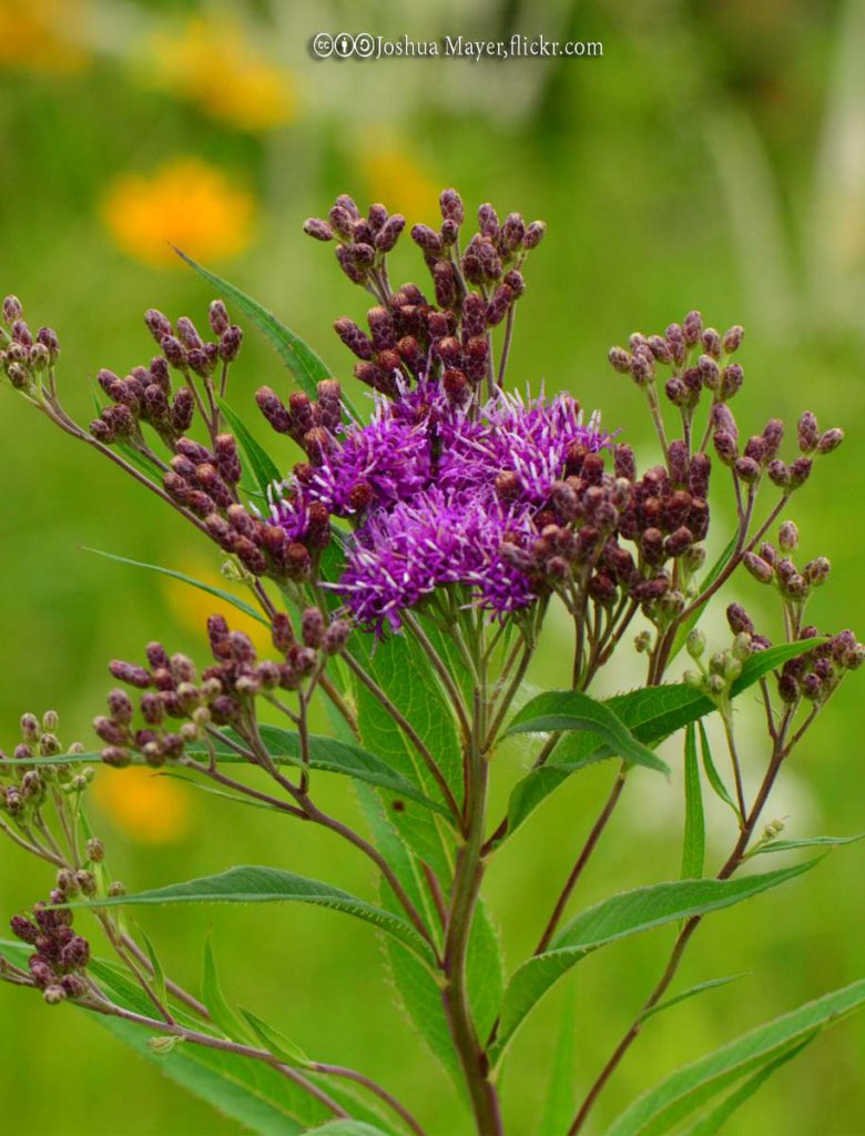 Ironweed