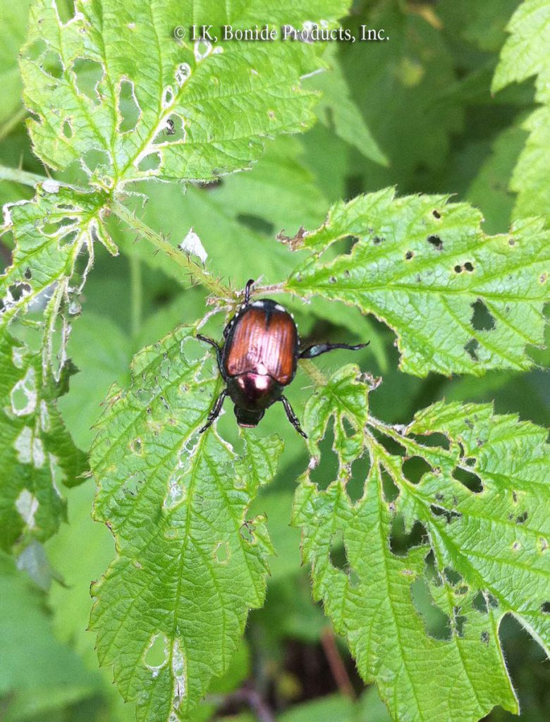 Japanese Beetles
