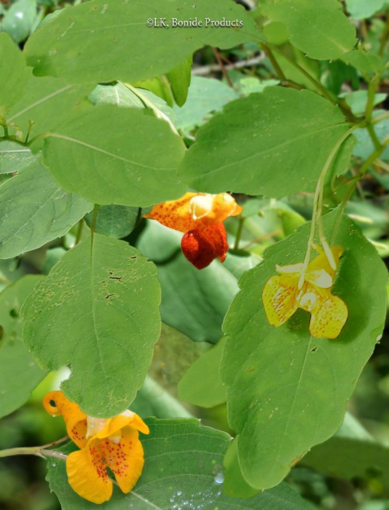Jewelweed